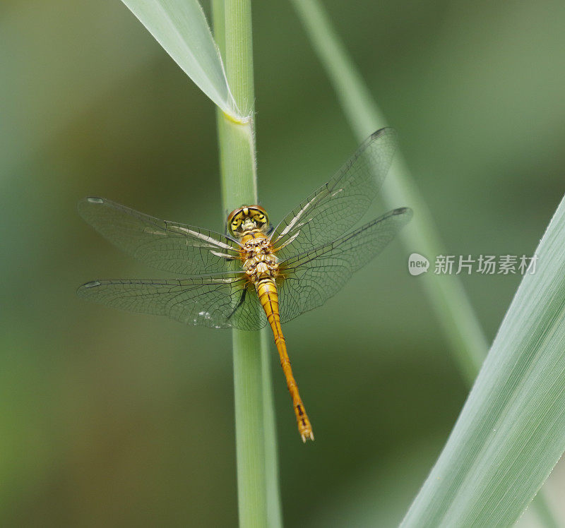 红箭蜻蜓(Sympetrum sanguineum)雌性